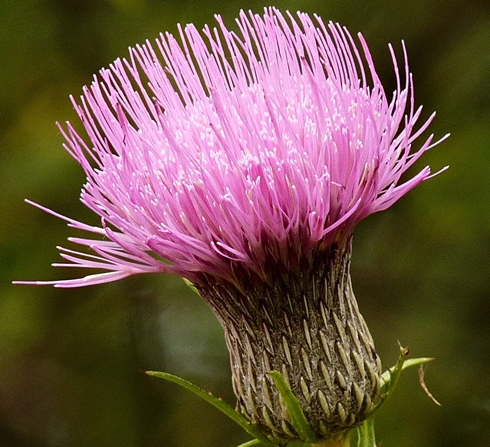 {Cirsium muticum}